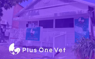 How Plus One Vet Used SEO & Paid Ads To Level Up